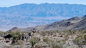 Wild Burros outside of Indian Springs